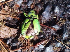 Chrysina psittacina
