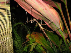 Acrophylla enceladus