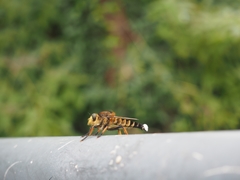 Promachus yesonicus