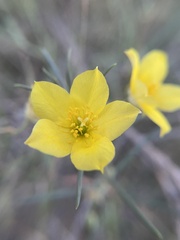 Talinum polygaloides