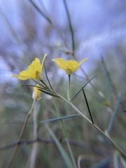 Talinum polygaloides