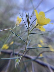 Talinum polygaloides