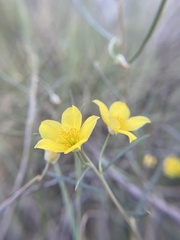 Talinum polygaloides