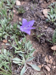 Campanula parryi
