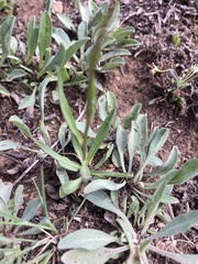 Campanula parryi