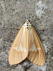 Nyctemera luzonensis