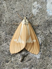 Nyctemera luzonensis