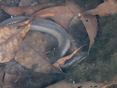 Pseudoferania polylepis