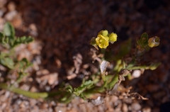 Rorippa subumbellata