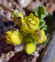 Rorippa subumbellata