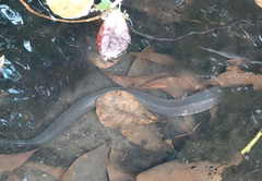 Pseudoferania polylepis