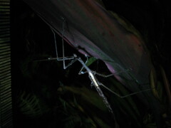 Acrophylla enceladus
