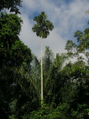 Iriartea deltoidea
