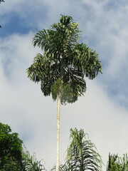Iriartea deltoidea