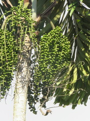 Iriartea deltoidea