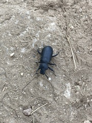 Iphthiminus serratus