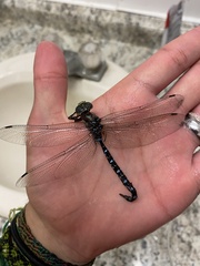 Aeshna tuberculifera