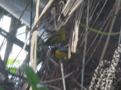 Euphonia minuta