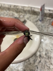 Aeshna tuberculifera