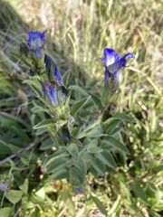 Gentiana parryi