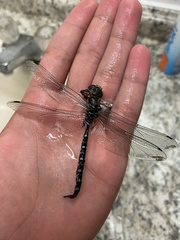 Aeshna tuberculifera