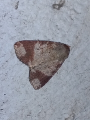 Condica cupentia