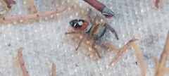 Phidippus californicus