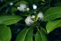 Syzygium aromaticum