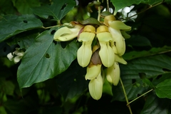 Mucuna interrupta