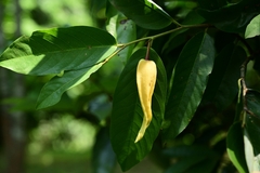 Dasymaschalon rostratum