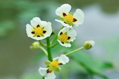 Sagittaria montevidensis