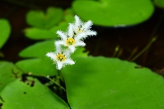 Nymphoides indica