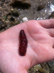 Apostichopus californicus