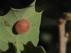 Xanthoteras eburneum