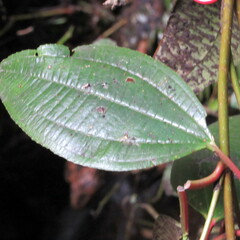 Axinaea macrophylla