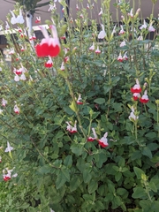 Salvia × jamensis
