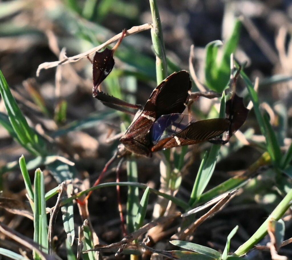eastern-leaf-footed-bug-from-calallen-corpus-christi-tx-usa-on