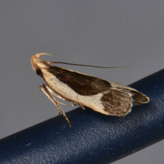 Dichomeris flavocostella