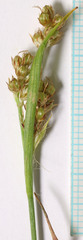 Luzula multiflora multiflora