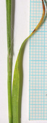 Luzula multiflora multiflora