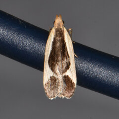 Dichomeris flavocostella