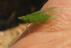 Dictyophara multireticulata