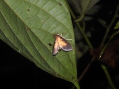 Cnaphalocrocis trebiusalis