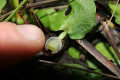 Corybas limpidus