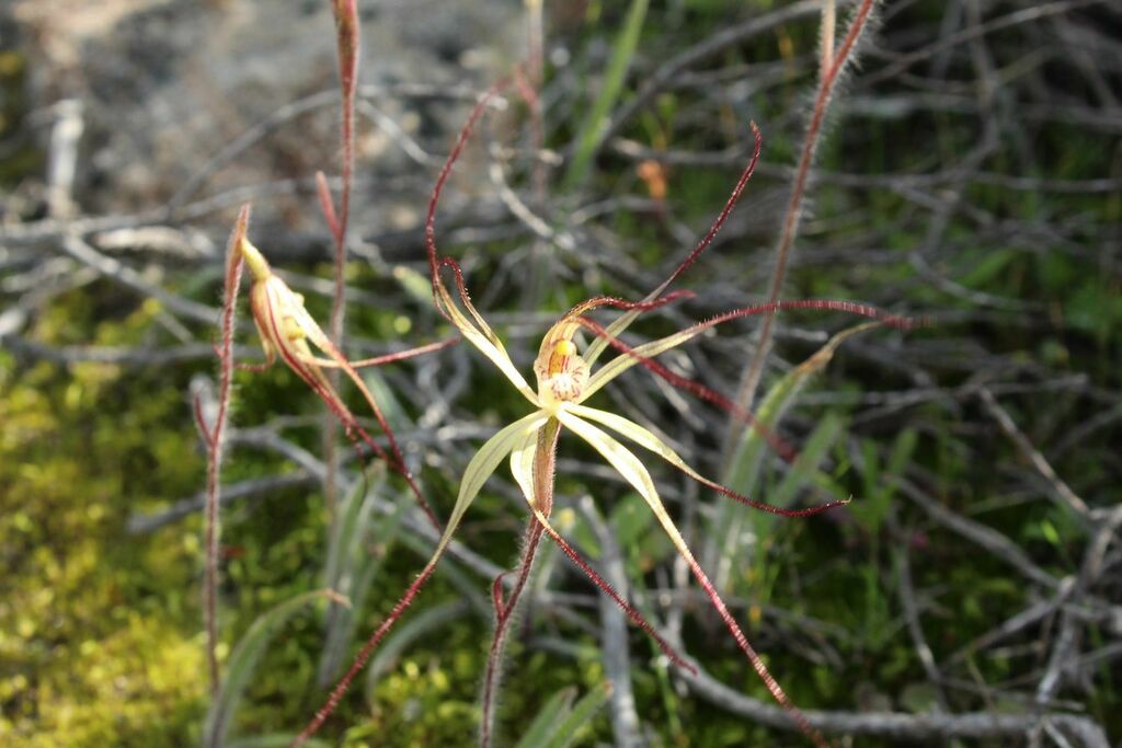 Caladenia fuscolutescens