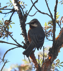 Conirostrum binghami