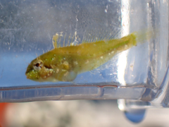 Clinocottus acuticeps