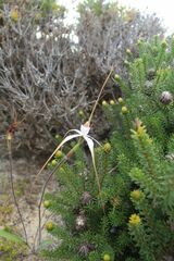 Caladenia longicauda australora