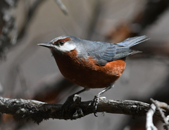 Conirostrum binghami