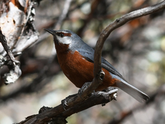 Conirostrum binghami